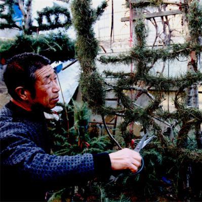 (老农种树怎么调时间)老农种树出厂设置怎么恢复数据？快来获取最全恢复数据教程！